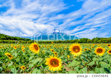 富士山とひまわり 山中湖花の都公園 富士山とひまわり 山中湖花の都公園 139454648