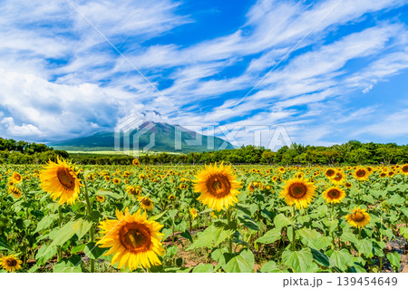 富士山とひまわり 山中湖花の都公園 富士山とひまわり 山中湖花の都公園 139454649