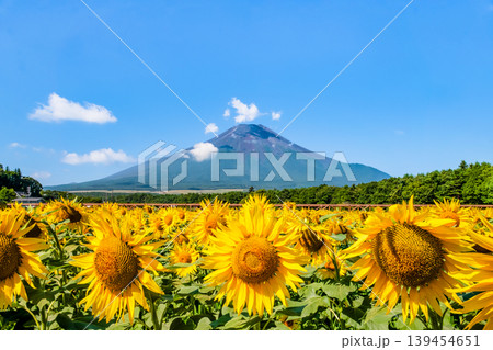富士山とひまわり 山中湖花の都公園 富士山とひまわり 山中湖花の都公園 139454651