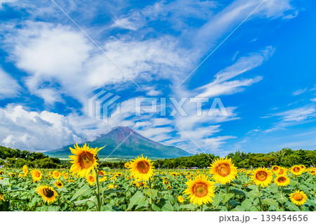 富士山とひまわり 山中湖花の都公園 富士山とひまわり 山中湖花の都公園 139454656