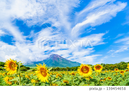 富士山とひまわり　山中湖花の都公園 139454658