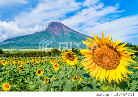 富士山とひまわり 山中湖花の都公園 富士山とひまわり 山中湖花の都公園 139454711