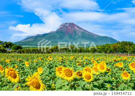 富士山とひまわり 山中湖花の都公園 富士山とひまわり 山中湖花の都公園 139454712
