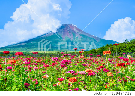 富士山と百日草 山中湖花の都公園 富士山と百日草 山中湖花の都公園 139454718