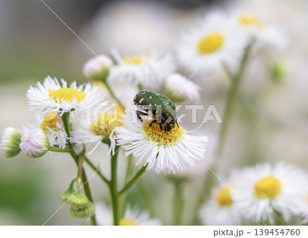 ヒメジョオンの花で花粉を食べるコアオハナムグリのマクロ撮影 139454760