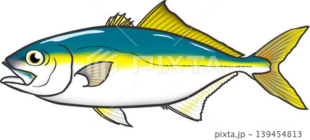 魚イラスト 「ワカシ(ブリの子)」ややデフォルメ・輪郭あり ベクター形式 白背景(pngは背景透過) 魚イラスト 「ワカシ(ブリの子)」ややデフォルメ・輪郭あり ベクター形式 白背景(pngは背景透過) 139454813