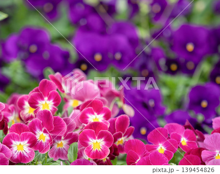 ビオラが満開の花壇 ビオラが満開の花壇 139454826