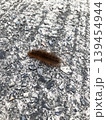 茶色い毛虫クマケムシ 139454944