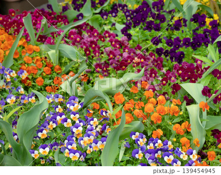 ビオラが満開の花壇 ビオラが満開の花壇 139454945
