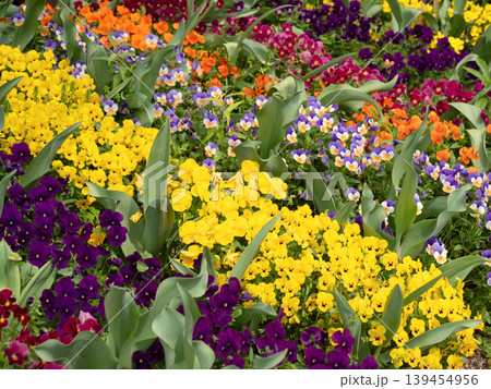 ビオラが満開の花壇 ビオラが満開の花壇 139454956