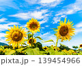 ひまわり 139454966