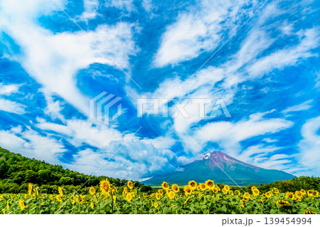 富士山とひまわり 山中湖花の都公園 富士山とひまわり 山中湖花の都公園 139454994