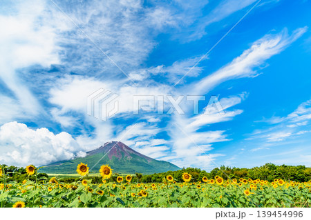 富士山とひまわり 山中湖花の都公園 富士山とひまわり 山中湖花の都公園 139454996