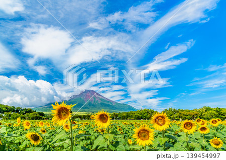 富士山とひまわり 山中湖花の都公園 富士山とひまわり 山中湖花の都公園 139454997