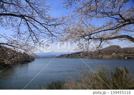 桜　釜房湖 139455118