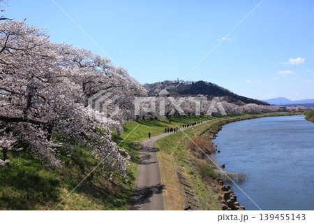 桜　河川 139455143