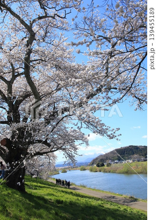 桜　白石川 139455189