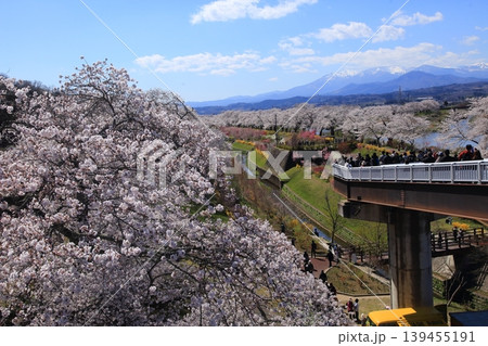 桜 一目千本桜 桜 一目千本桜 139455191