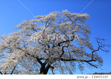 桜 139455197