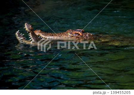 The crocodile is show head in the river The crocodile is show head in the river 139455205