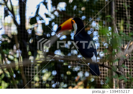 The toco toucan bird on the wood tree The toco toucan bird on the wood tree 139455217