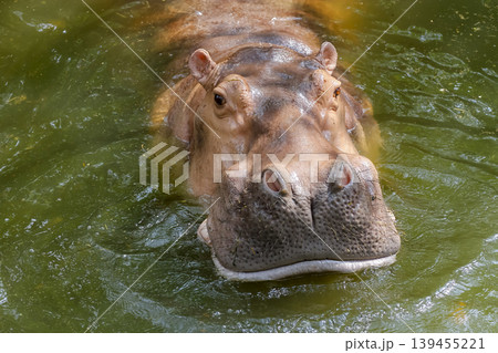 The hippopotamus in the river 139455221
