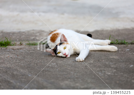 Close up cat is sit down and cute in garden Close up cat is sit down and cute in garden 139455225