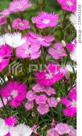 鮮やかなピンクと白のダイアンサス（ナデシコ）の花 クローズアップ 139455288