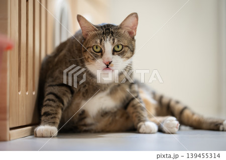 tabby cat resting on the floor at home tabby cat resting on the floor at home 139455314