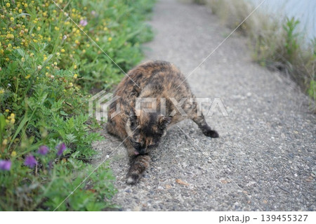 堤防で遊ぶさび猫 139455327