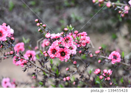 ギョリュウバイ　manuka, tea tree 139455428