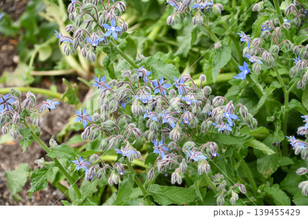 ルリヂシャ Borage ルリヂシャ Borage 139455429