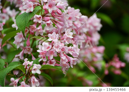 タニウツギ Weigela hortensis タニウツギ Weigela hortensis 139455466