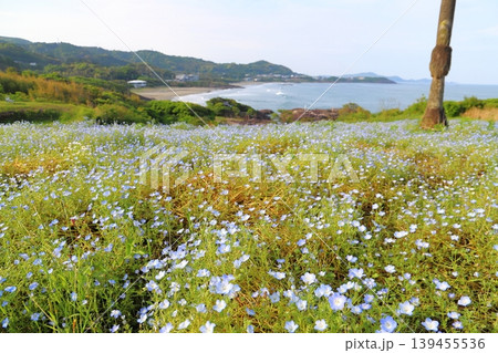 ネモフィラの花畑 金ヶ浜ビュー園地 ネモフィラの花畑 金ヶ浜ビュー園地 139455536