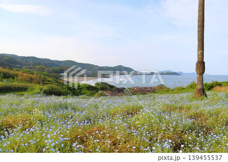 ネモフィラの花畑 金ヶ浜ビュー園地 ネモフィラの花畑 金ヶ浜ビュー園地 139455537