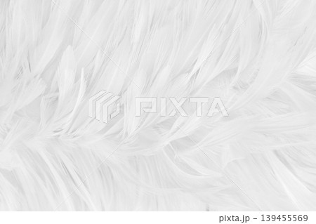 Beautiful white grey bird feathers pattern texture background. Beautiful white grey bird feathers pattern texture background. 139455569