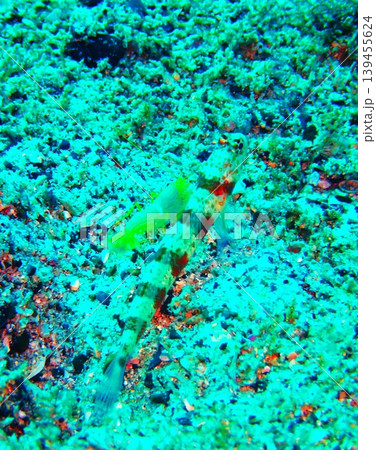 柏島で撮影したダンダラダテハゼ(Amblyeleotris periophthalma) 柏島で撮影したダンダラダテハゼ(Amblyeleotris periophthalma) 139455624