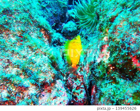 柏島で撮影したオキゴンベ（Cirrhitichthys aureus） 139455626