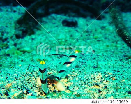 柏島で撮影したヒレナガネジリンボウ（Stonogobiops nematodes） 139455629