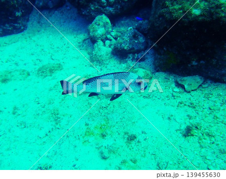 柏島で撮影したアジアコショウダイ（Plectorhinchus picus） 139455630