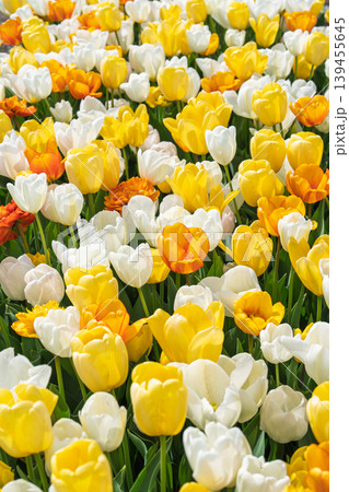 Vibrant field of yellow, orange, and white tulips in full spring bloom in the Netherlands Vibrant field of yellow, orange, and white tulips in full spring bloom in the Netherlands 139455645