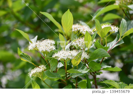 シラタマミズキ「シビリカ」 Siberian dogwood シラタマミズキ「シビリカ」 Siberian dogwood 139455679
