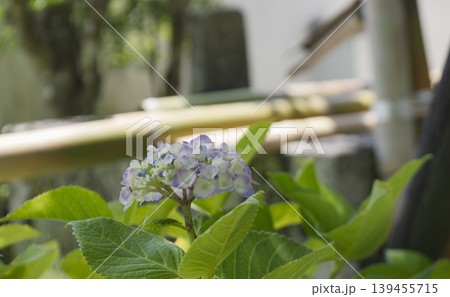 古都の風情。竹垣に寄り添う可憐な紫陽花 古都の風情。竹垣に寄り添う可憐な紫陽花 139455715