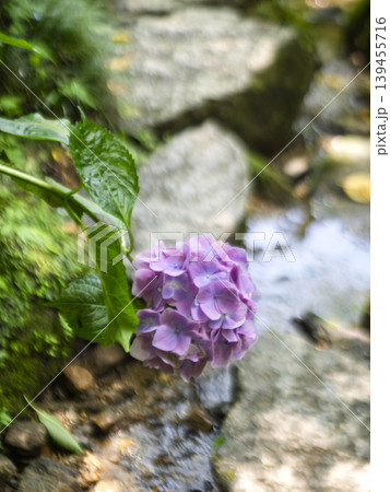 涼を運ぶ、せせらぎと紫陽花の情緒 139455716