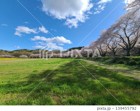 巾着田と桜 139455792