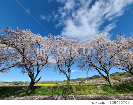 巾着田と桜 139455799