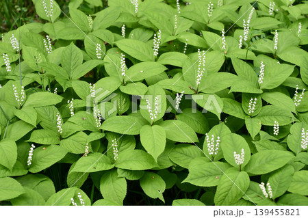 フタリシズカ　 Chloranthus serratus 139455821