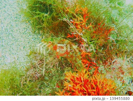 川奈に生息するブダイの幼魚 川奈に生息するブダイの幼魚 139455880