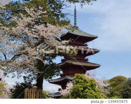池上本門寺の五重塔と桜 139455975