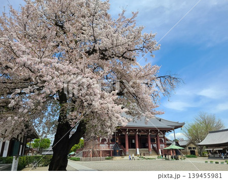 池上本門寺大堂と桜 池上本門寺大堂と桜 139455981